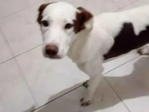 Cachorro raça SRD-ViraLata idade 2 a 6 meses nome Falar com Vera - Whats 11 95393-2858