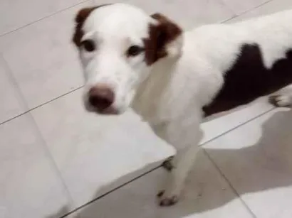 Cachorro raça SRD-ViraLata idade 2 a 6 meses nome Falar com Vera - Whats 11 95393-2858