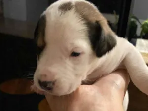 Cachorro raça SRD-ViraLata idade Abaixo de 2 meses nome Falar com Gabriel - Whats 43 9697-3382