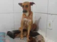 Menina