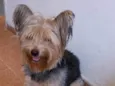Bob