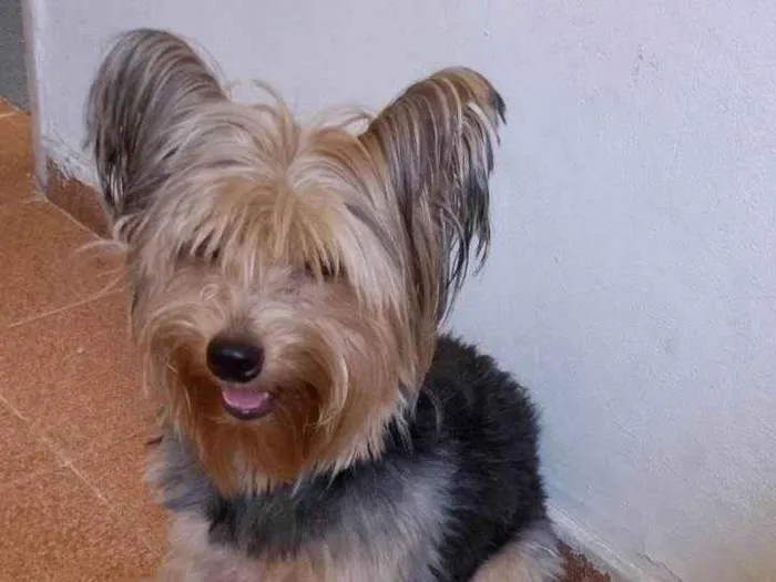 Cachorro ra a Yorkshire idade 1 ano nome Bob
