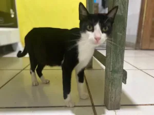 Gato raça SRD-ViraLata idade 3 anos nome Muzenga