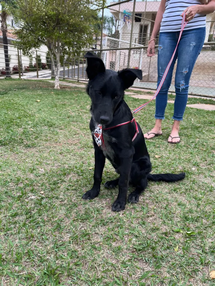 Cachorro ra a SRD-ViraLata idade 7 a 11 meses nome Bud