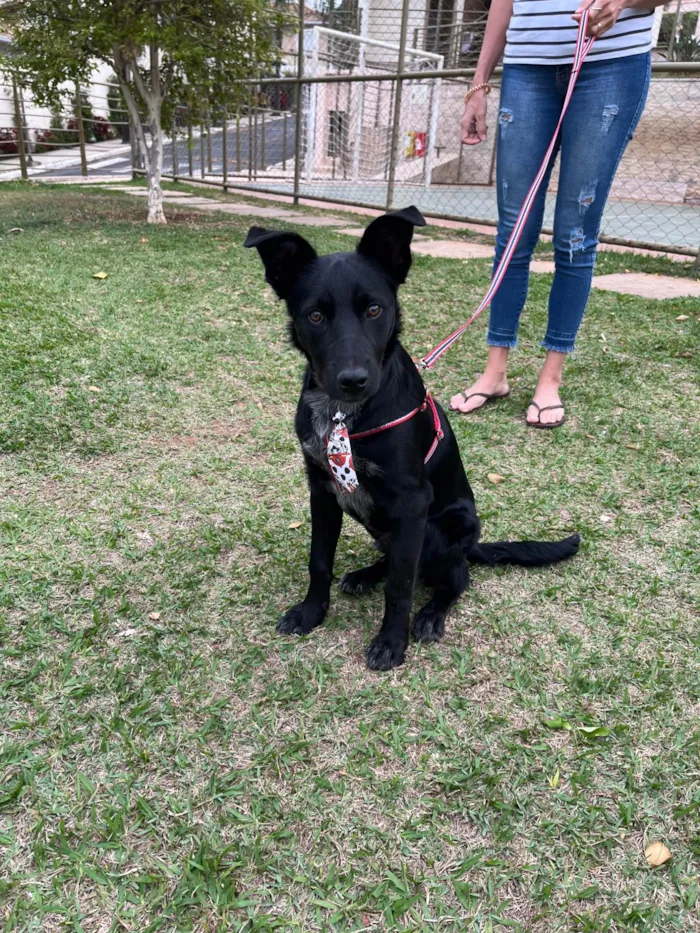 Cachorro ra a SRD-ViraLata idade 7 a 11 meses nome Bud
