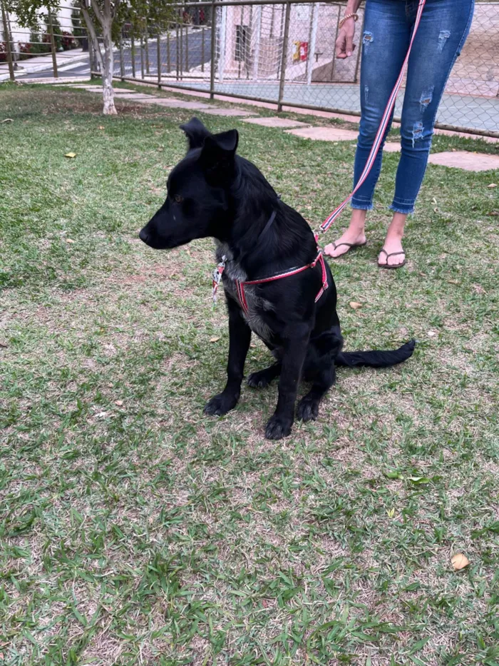 Cachorro ra a SRD-ViraLata idade 7 a 11 meses nome Bud