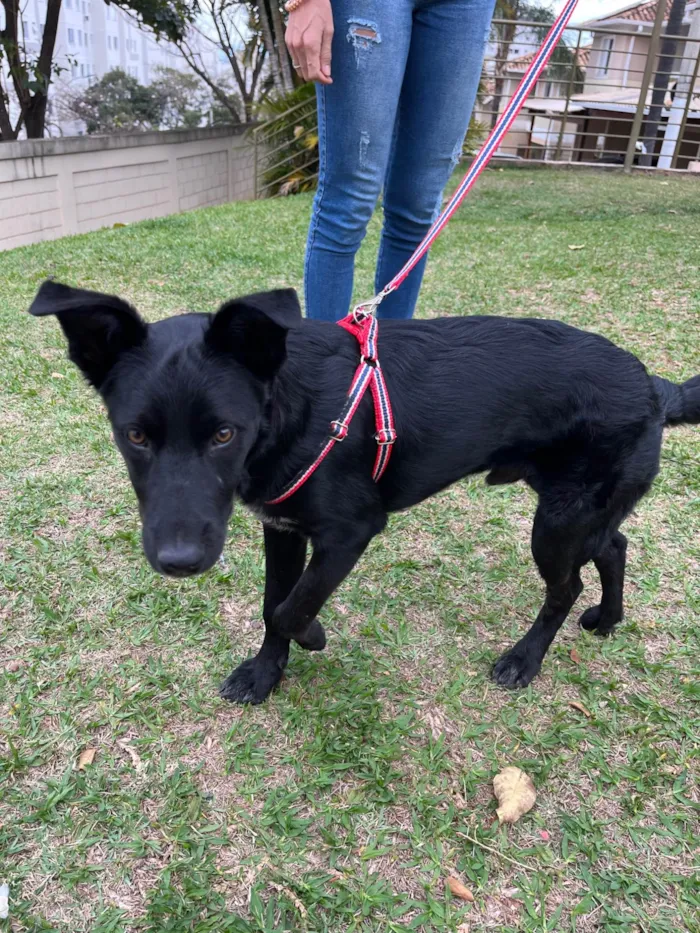 Cachorro ra a SRD-ViraLata idade 7 a 11 meses nome Bud