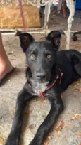 Bud