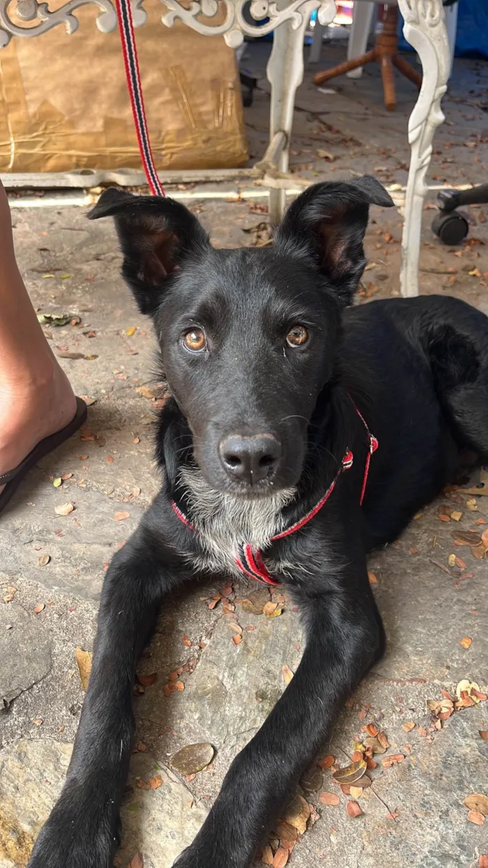 Cachorro ra a SRD-ViraLata idade 7 a 11 meses nome Bud