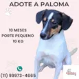 Paloma 