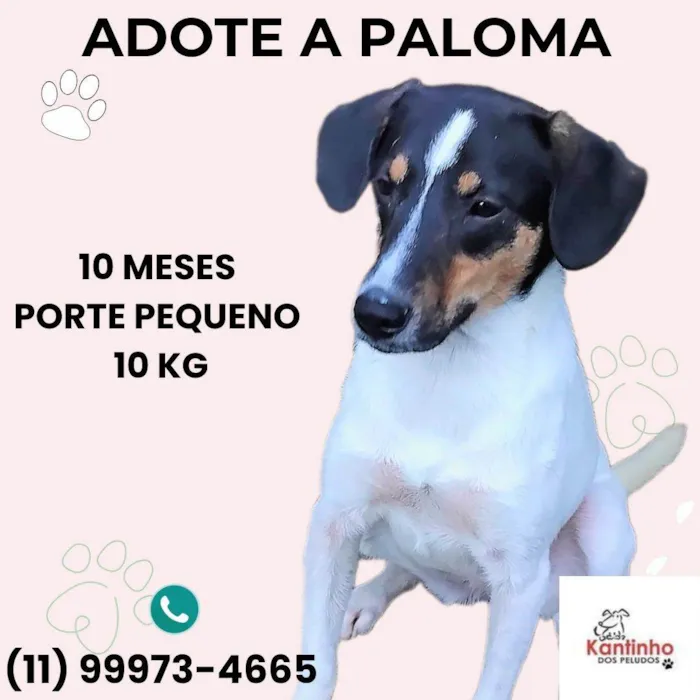 Cachorro ra a SRD-ViraLata idade 7 a 11 meses nome Paloma 