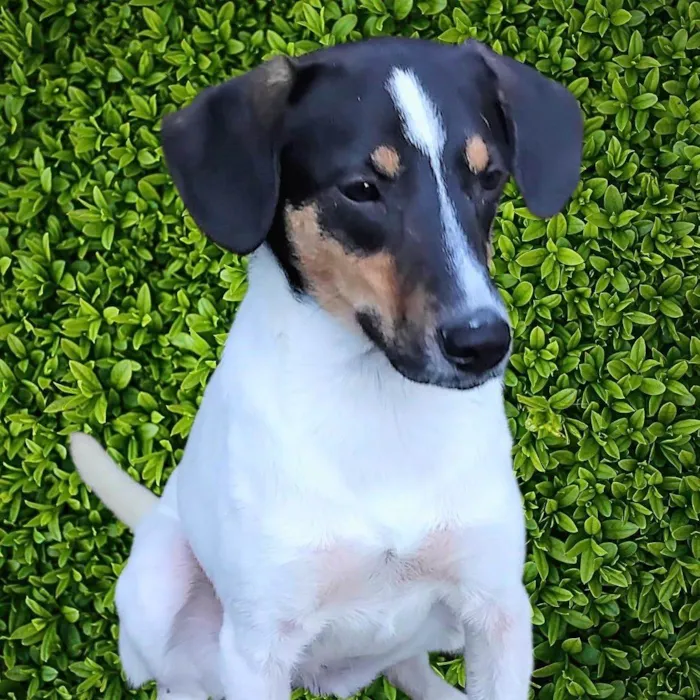 Cachorro ra a SRD-ViraLata idade 7 a 11 meses nome Paloma 
