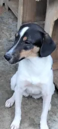 Paloma 