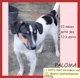Paloma 