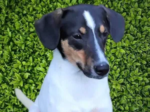 Cachorro raça SRD-ViraLata idade 7 a 11 meses nome Paloma 