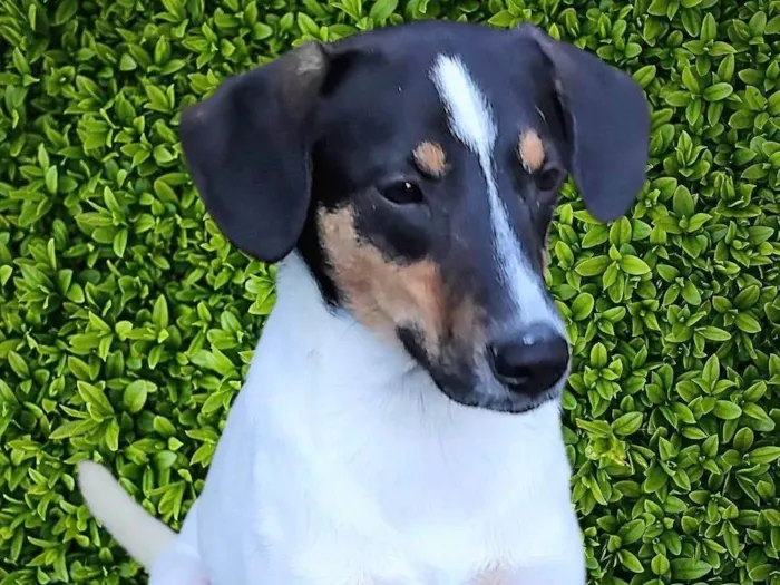 Cachorro ra a SRD-ViraLata idade 7 a 11 meses nome Paloma 