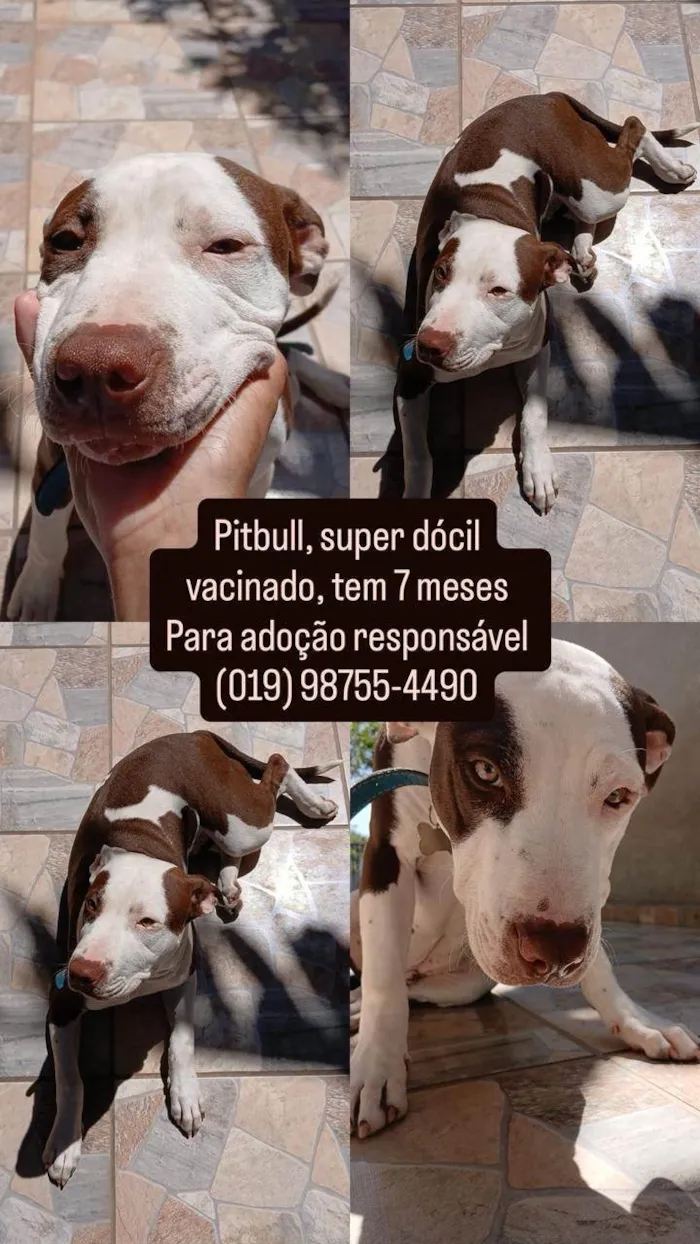 Cachorro ra a Pit-Bull idade 7 a 11 meses nome Marley