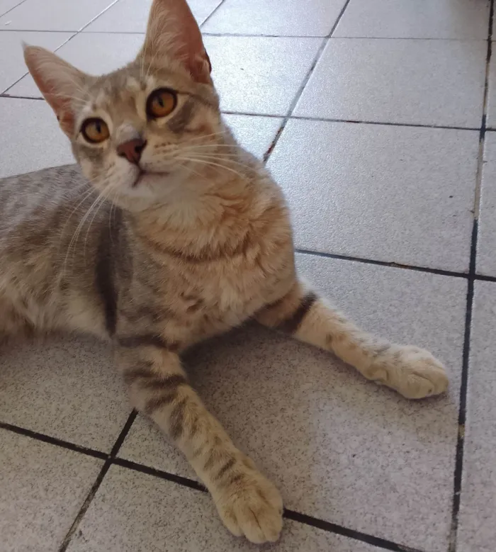 Gato ra a SRD-ViraLata idade 7 a 11 meses nome Sem nome
