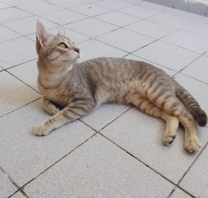 Gato ra a SRD-ViraLata idade 7 a 11 meses nome Sem nome