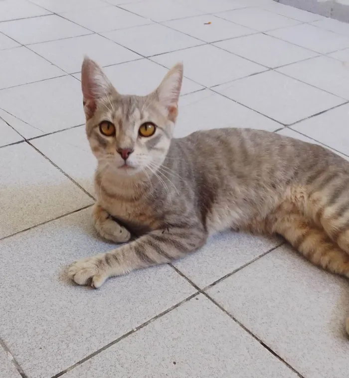 Gato ra a SRD-ViraLata idade 7 a 11 meses nome Sem nome