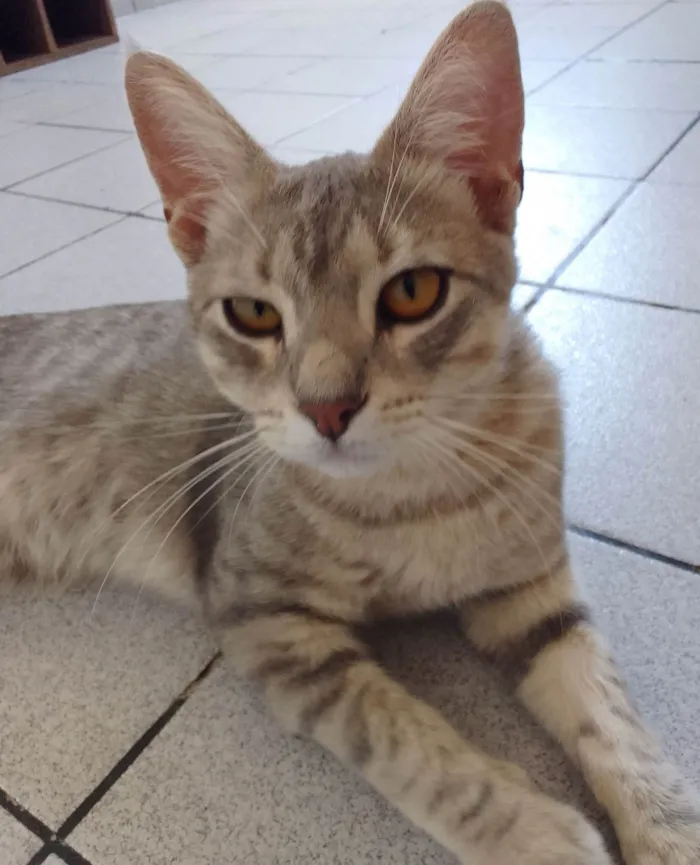 Gato ra a SRD-ViraLata idade 7 a 11 meses nome Sem nome