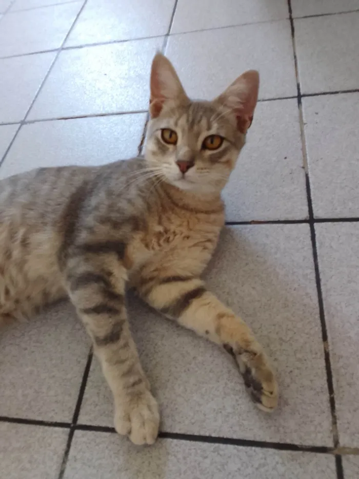 Gato ra a SRD-ViraLata idade 7 a 11 meses nome Sem nome