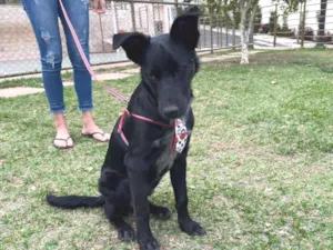 Cachorro raça SRD-ViraLata idade 7 a 11 meses nome Bud