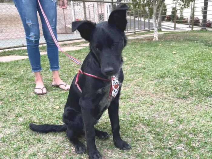 Cachorro ra a SRD-ViraLata idade 7 a 11 meses nome Bud
