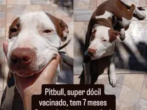 Cachorro raça Pit-Bull idade 7 a 11 meses nome Marley