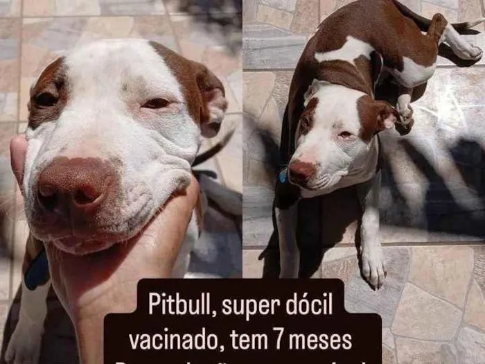 Cachorro ra a Pit-Bull idade 7 a 11 meses nome Marley