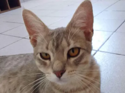 Gato raça SRD-ViraLata idade 7 a 11 meses nome Sem nome