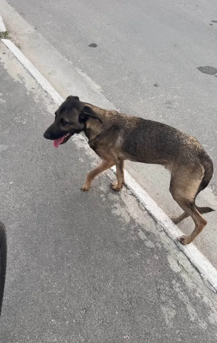 Cachorro ra a SRD-ViraLata idade 1 ano nome Monique 
