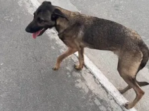 Cachorro raça SRD-ViraLata idade 1 ano nome Monique 