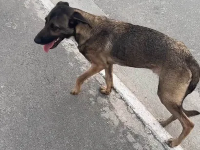 Cachorro raça SRD-ViraLata idade 1 ano nome Monique 