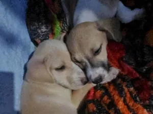 Cachorro raça SRD-ViraLata idade 2 a 6 meses nome Sem nome definido 