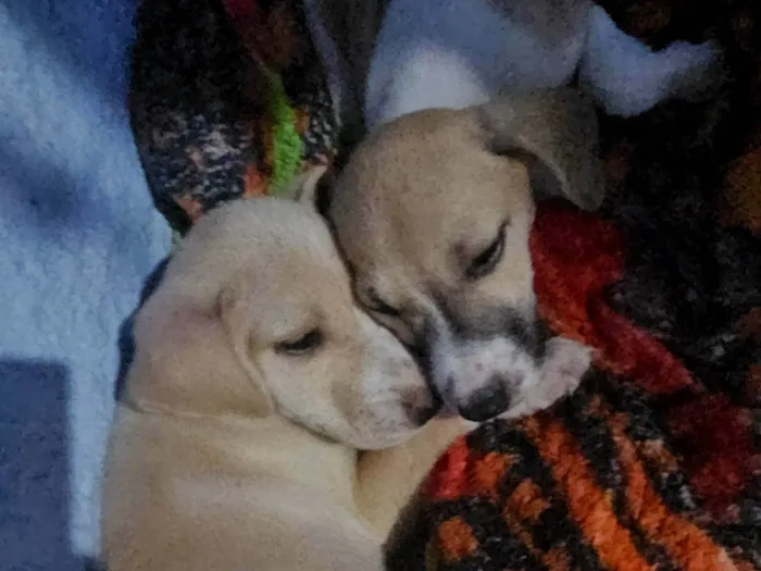 Cachorro ra a SRD-ViraLata idade 2 a 6 meses nome Sem nome definido