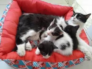Cachorro raça SRD-ViraLata idade Abaixo de 2 meses nome Sem nome ainda 