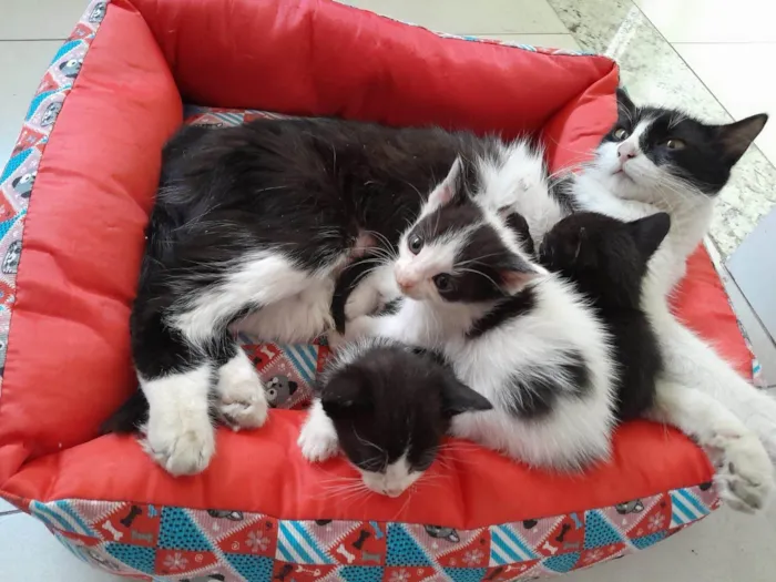 Cachorro ra a SRD-ViraLata idade Abaixo de 2 meses nome Sem nome ainda 