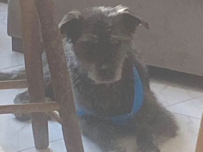 Cachorro ra a SRD-ViraLata idade 6 ou mais anos nome Kuro