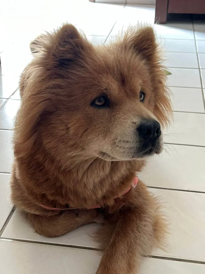Cachorro ra a Chow Chow idade 2 anos nome Sky