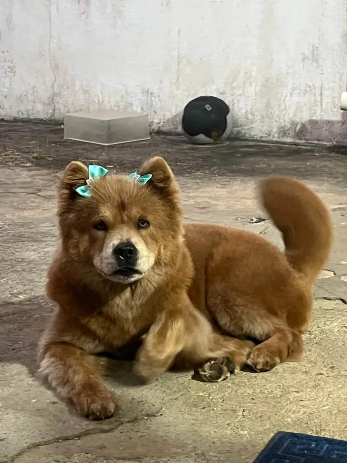 Cachorro ra a Chow Chow idade 2 anos nome Sky