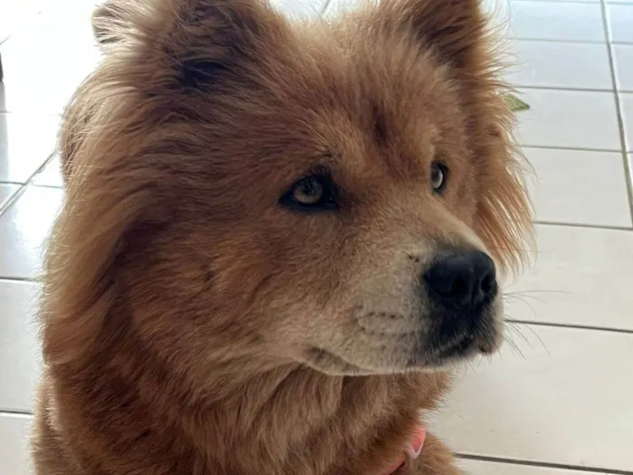 Cachorro ra a Chow Chow idade 2 anos nome Sky