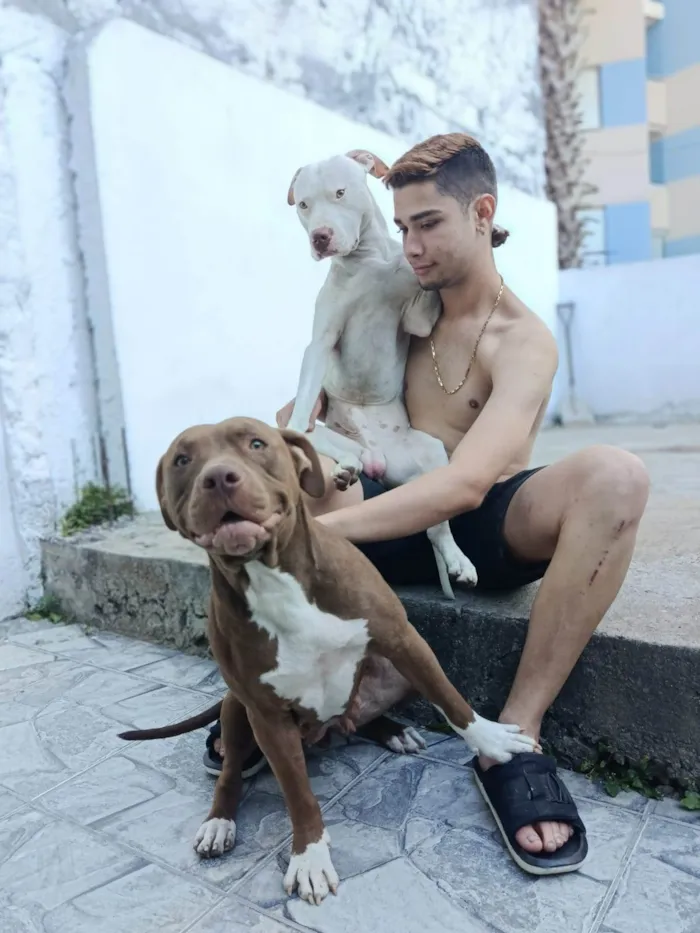 Cachorro ra a Pit-Bull idade 2 a 6 meses nome Beijamim e kiara