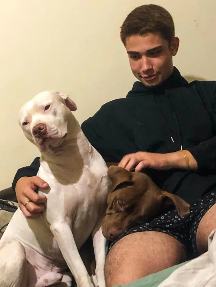 Cachorro ra a Pit-Bull idade 2 a 6 meses nome Beijamim e kiara