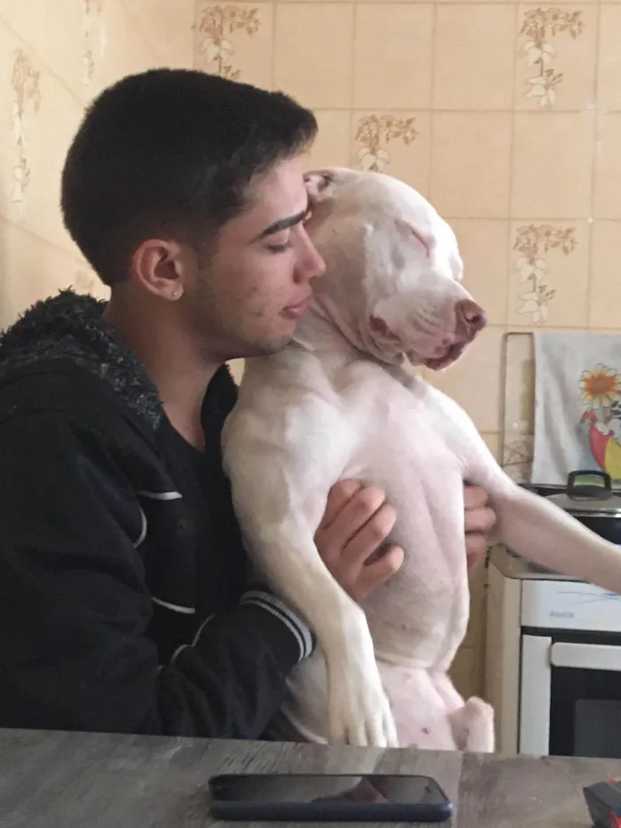 Cachorro ra a Pit-Bull idade 2 a 6 meses nome Beijamim e kiara
