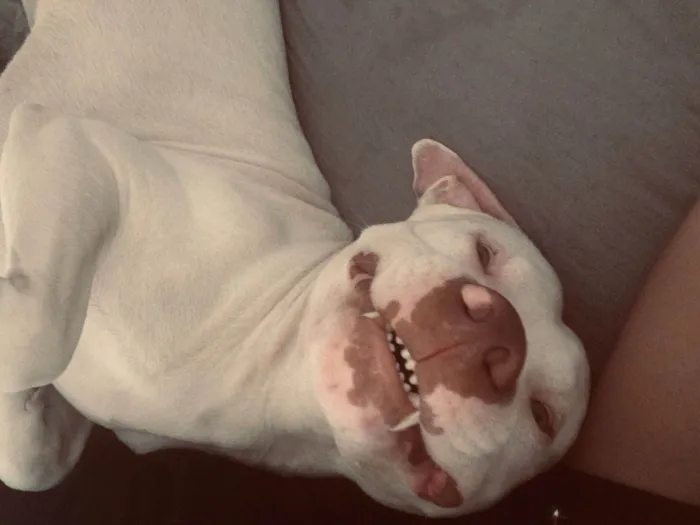 Cachorro ra a Pit-Bull idade 2 a 6 meses nome Beijamim e kiara