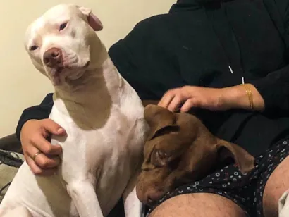 Cachorro raça Pit-Bull idade 2 a 6 meses nome Beijamim e kiara