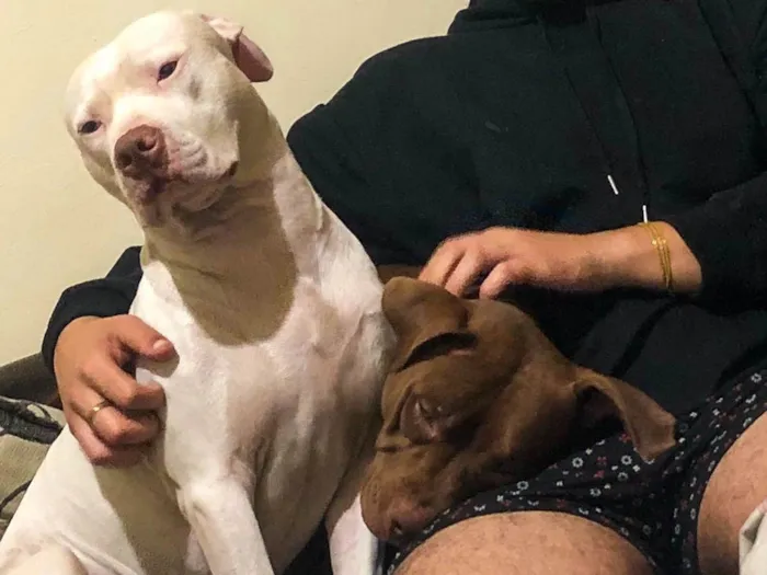 Cachorro ra a Pit-Bull idade 2 a 6 meses nome Beijamim e kiara