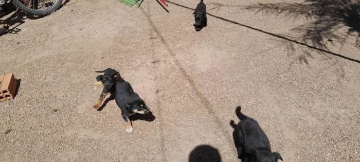 Cachorro ra a SRD-ViraLata idade 2 a 6 meses nome Bruno
