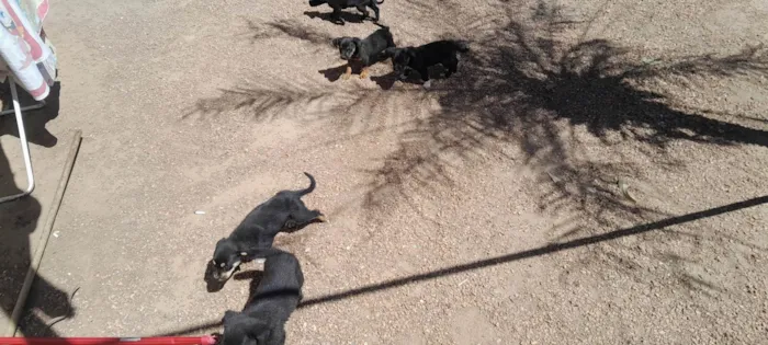 Cachorro ra a SRD-ViraLata idade 2 a 6 meses nome Bruno